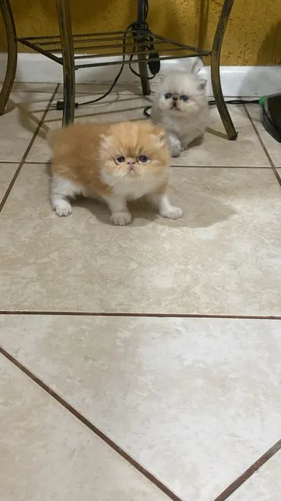 FILHOTE DE GATO PERSA - Foto 2