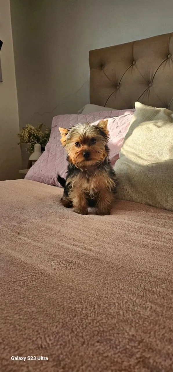 Filhote de Yorkshire Terrier