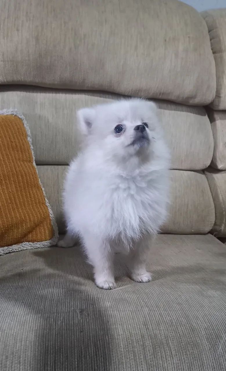 Spitz alemão anão-lulu da pomeranea