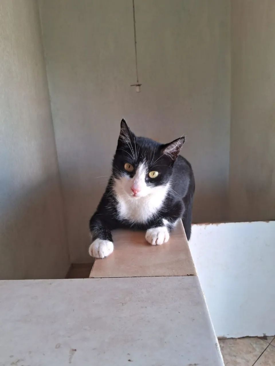 Gata adulta  adorável para adoção responsável 