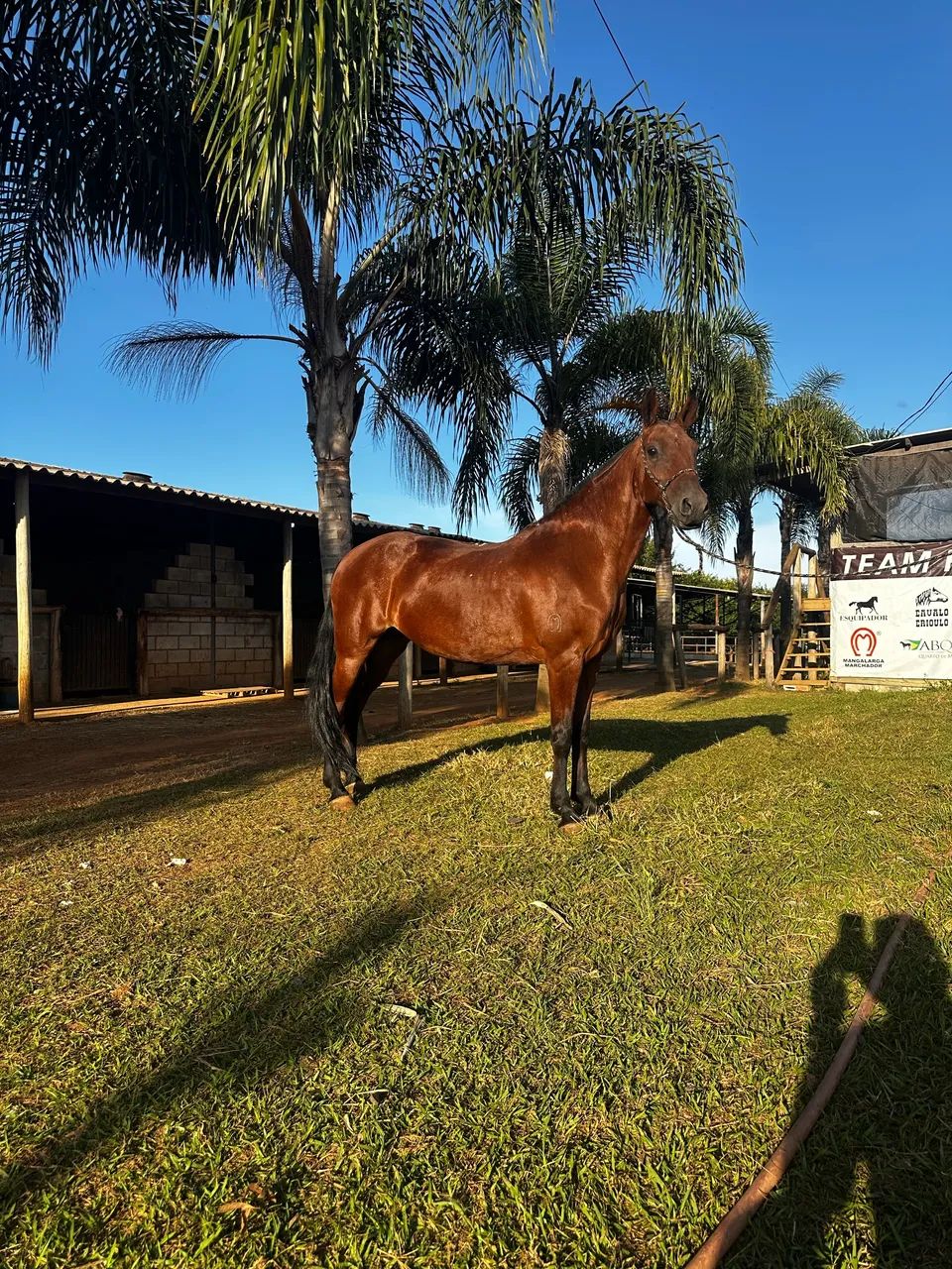 Égua mangalarga Extra