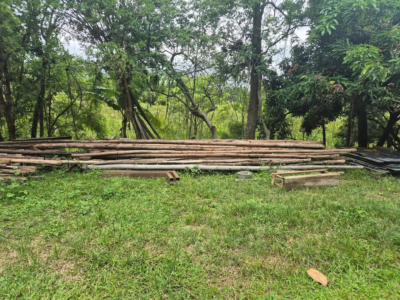 Pontaletes de eucalipto 64840811902849121