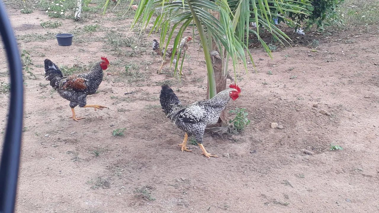Galo (só macho) saudáveis  - Foto 4