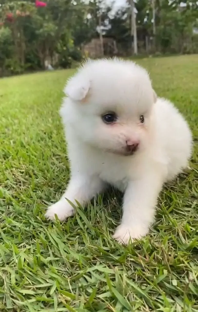 Filhote de Spitz Alemão, puro e fofo!