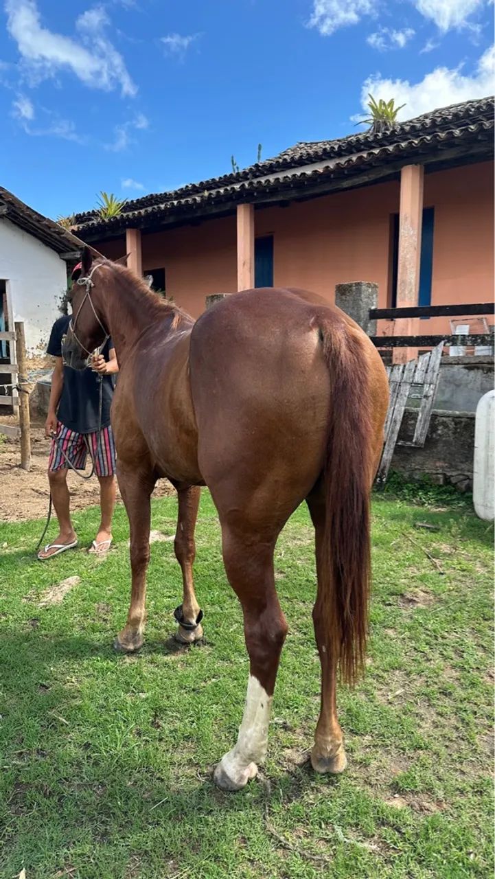  Cavalo de Direita para Vaquejada à Venda 