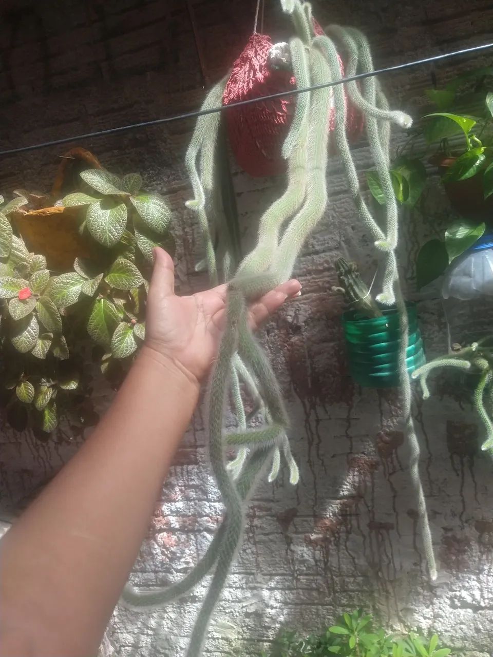 Cacto Rhipsalis pilosa,  para decoração de interiores - Foto 2