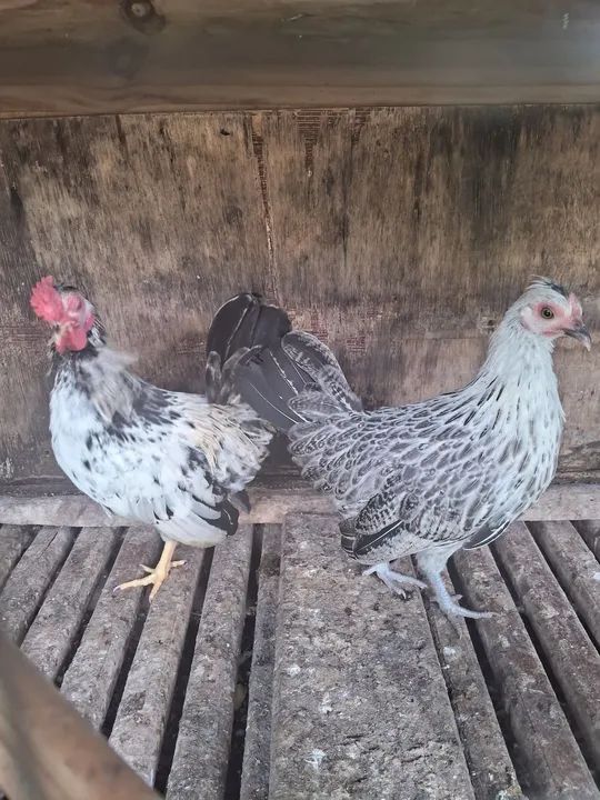 Casal de Mini Garnize