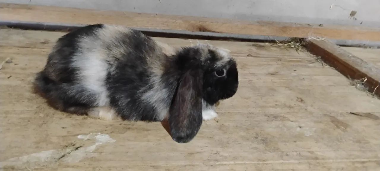 Mini lop