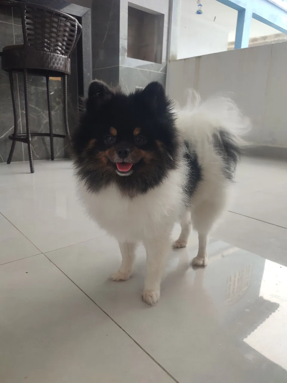 Lindo Spitz Alemão disponível para adoção