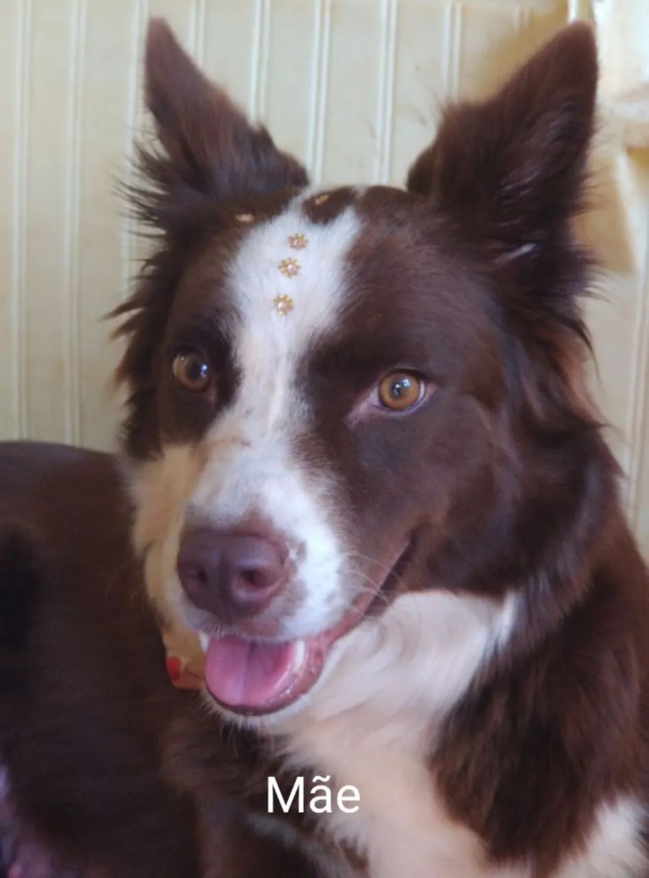 Filhote Border Collie  - Foto 3