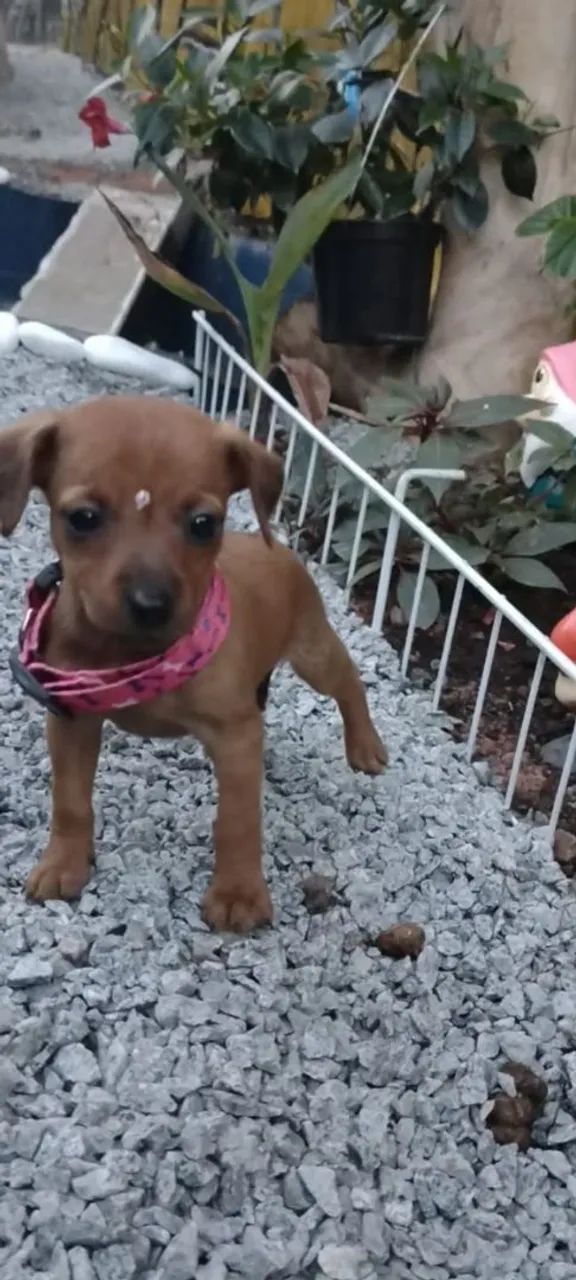 Filhote de Pinscher - Foto 2