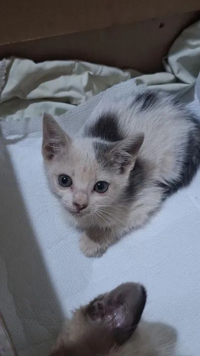 Doa-se filhote de gatinhos - Foto 6