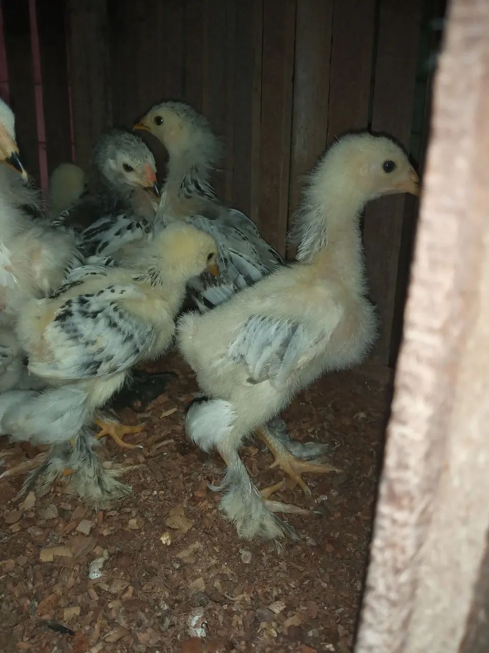 Vendo pintos brama  - Foto 6