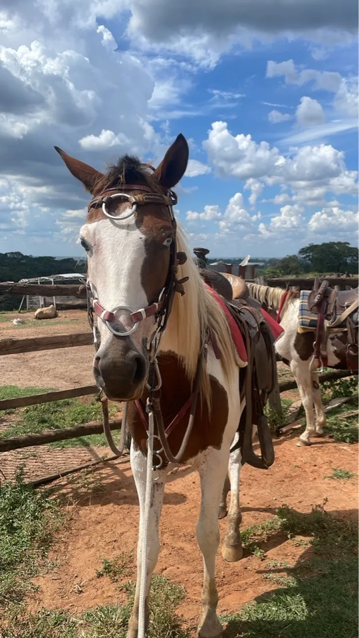 Cavalo Paint Horse para venda
