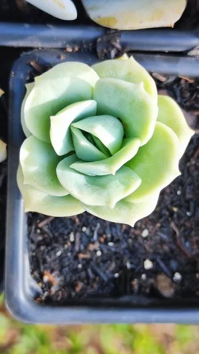 90 Litros Casca de Arroz in Natura para Cobertura de Solo