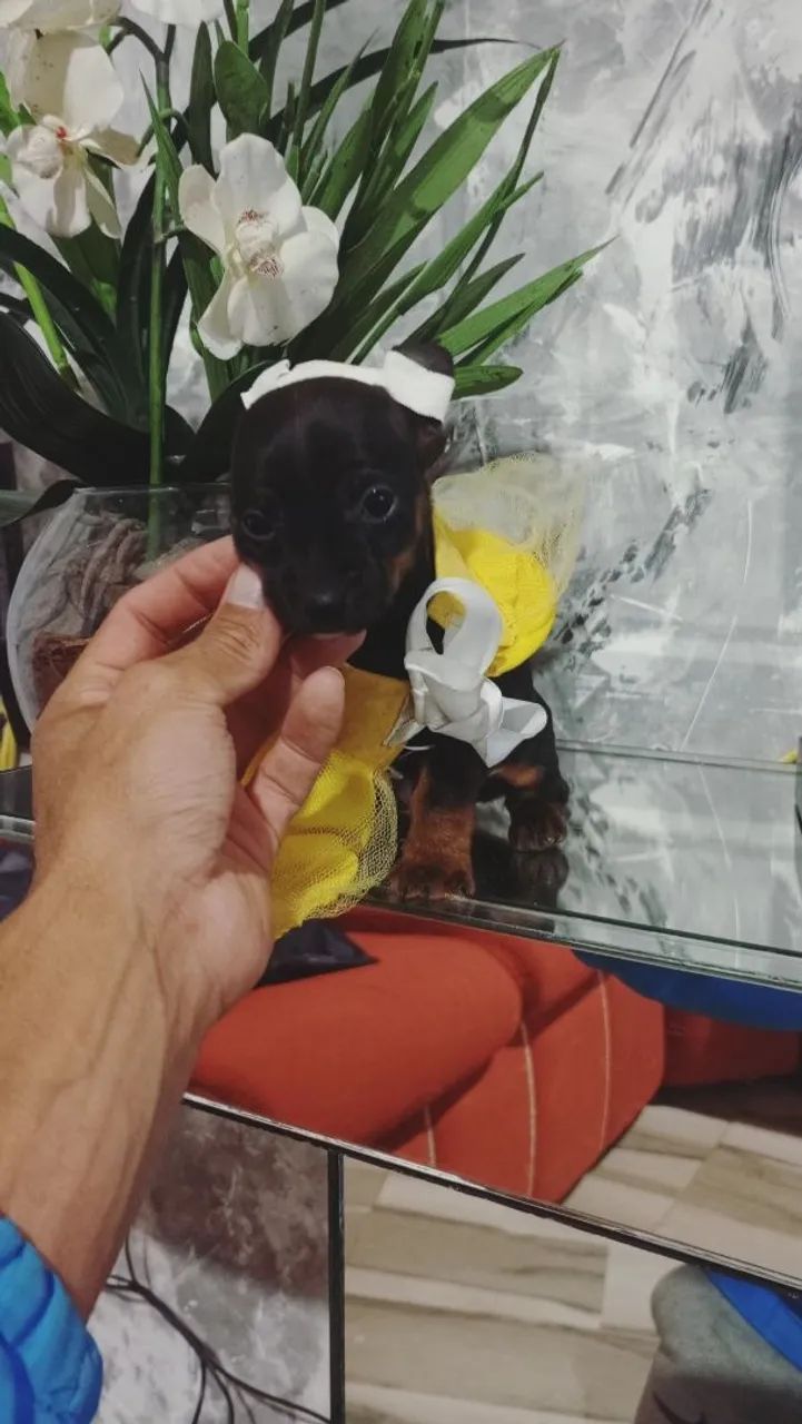 Filhote de cachorro femia  - Foto 4