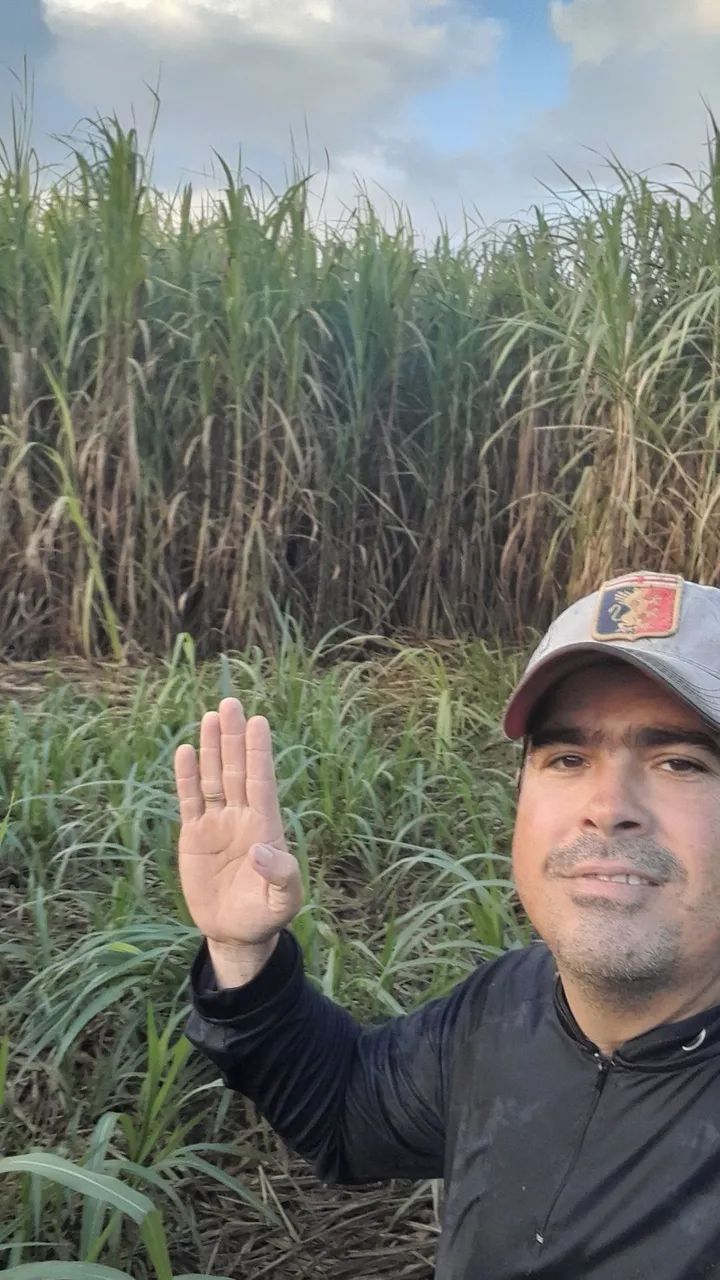 MUDAS BRS CAPIAÇU E KURUMI DIRETAMENTE DO PRODUTOR RURAL O ORIGINAL DA EMBRAPA 