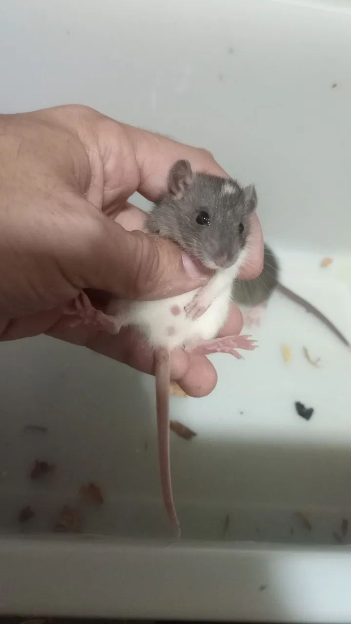 <br>Procurando um pet inteligente,sociável e super carinhoso ? - Foto 2