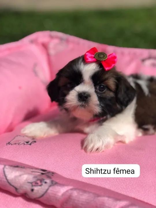 Seu novo amigo peludo está esperando por você!