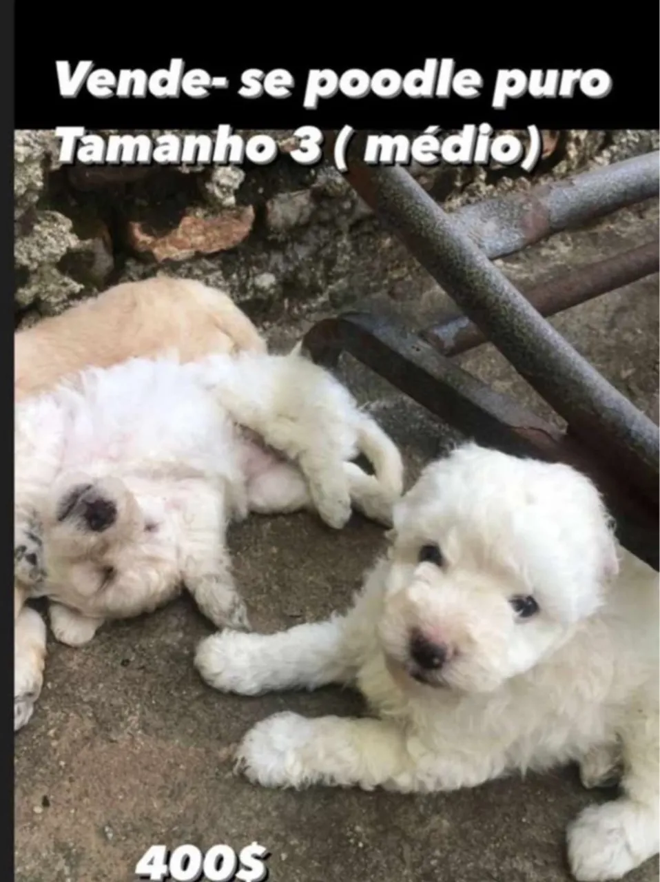 Filhotes de Poodle Puro - Tamanho Médio