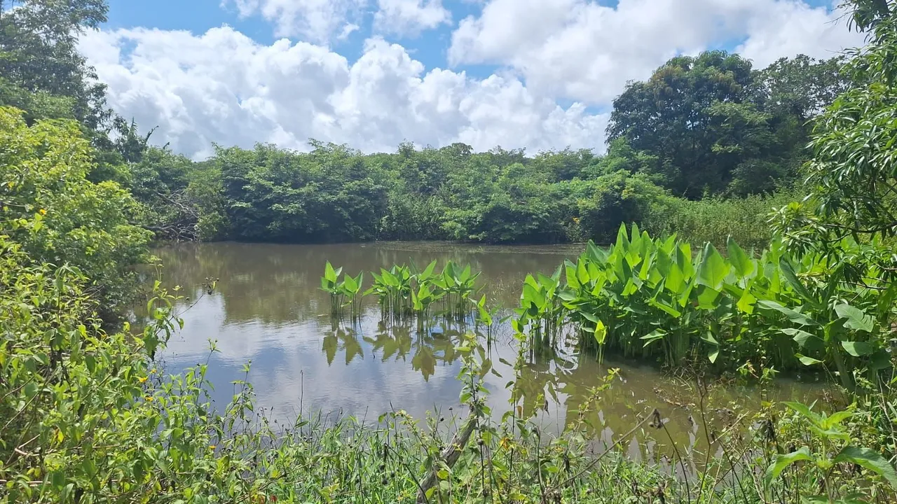 Sitio medindo 46x 80 m em Guaiuba , acude e arvores frutiferas