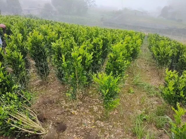 Murta cerca viva  - Foto 4