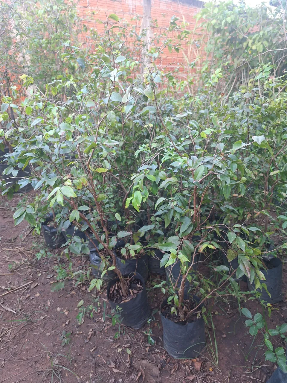 Jabuticaba híbrida