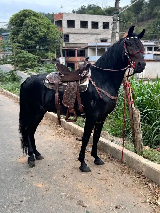 Cavalo mangalarga - Foto 5