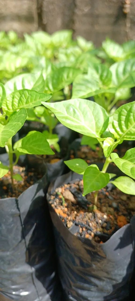 Mudinhas de Pimenta em Sacola - Cultive seu tempero! - Foto 6