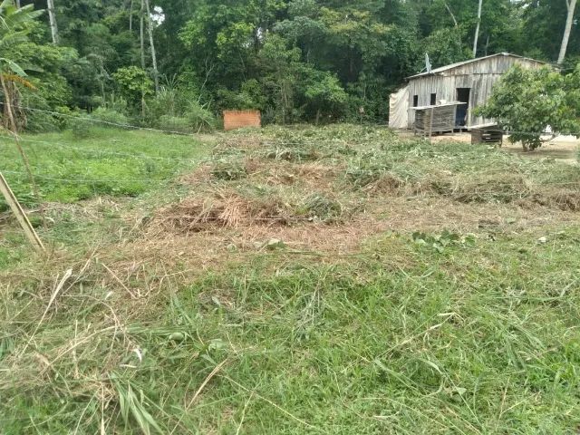 LOTE DE TERRA MEDINDO 10M DE LARGURA POR 30M - RAMAL TUCUMÂ - VILA ACRE - Foto 4
