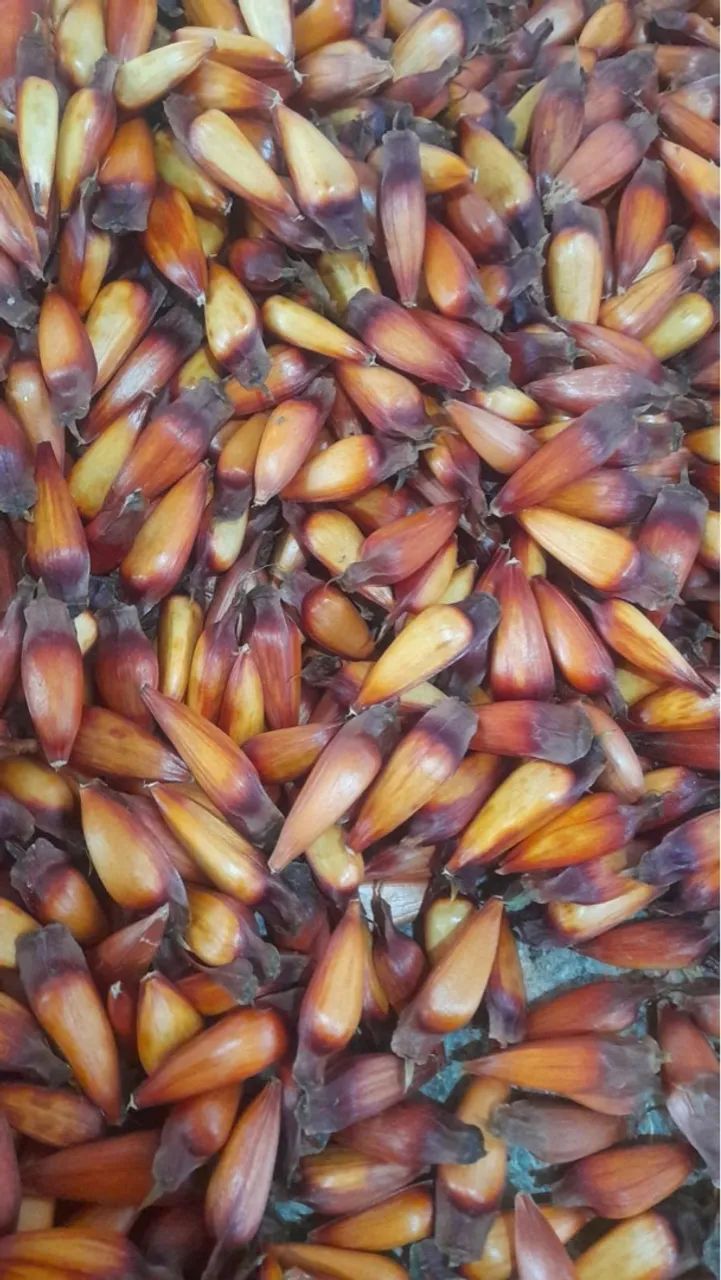 Pinhões para venda - Foto 2