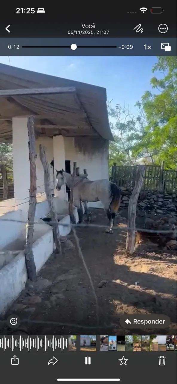 Cavalo quando de milha PC