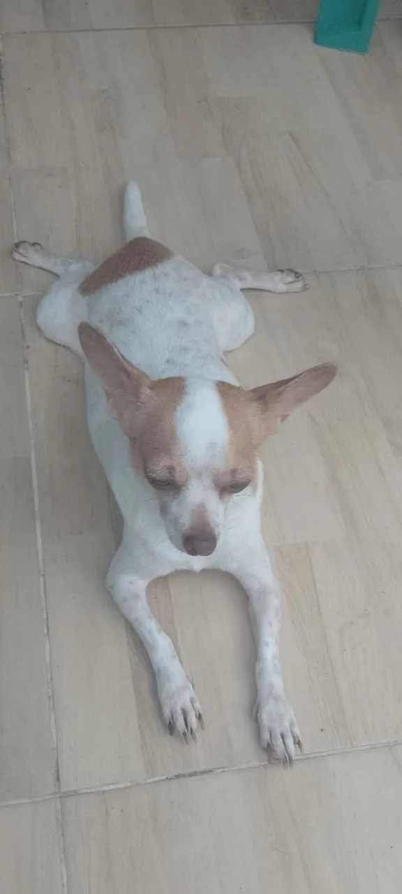 Chihuahua a procura de namorado