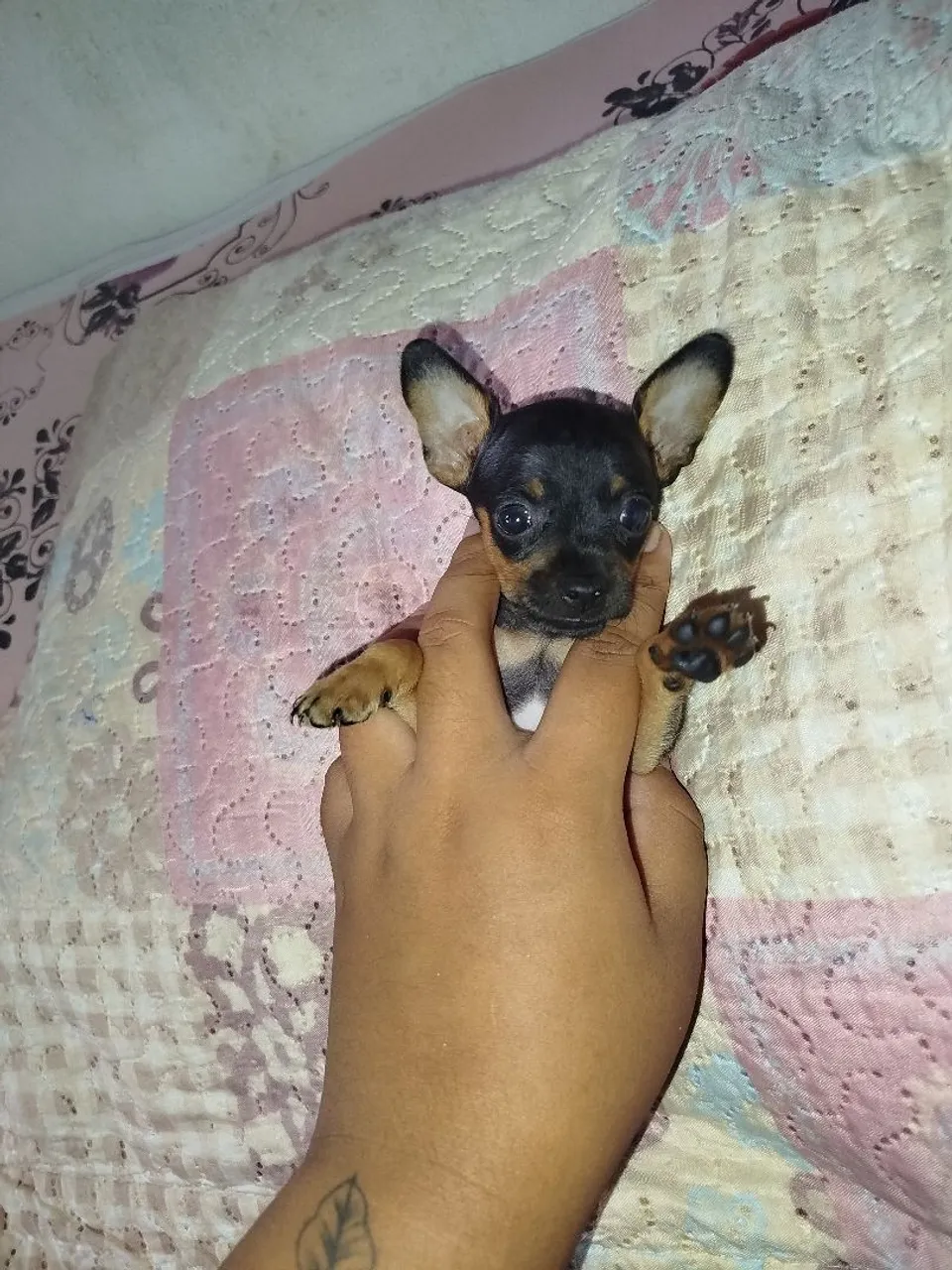 Pinscher zero!