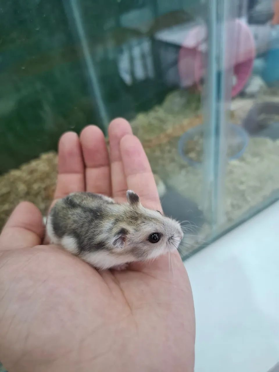 Hamster anão russo - Foto 2