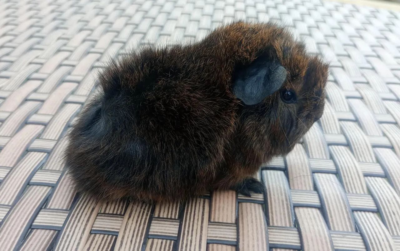 Porquinho da índia PERUANO64304356197249123