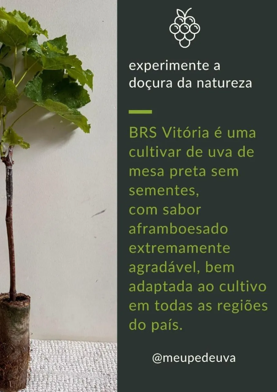 mudas de uva adaptada a clima quente