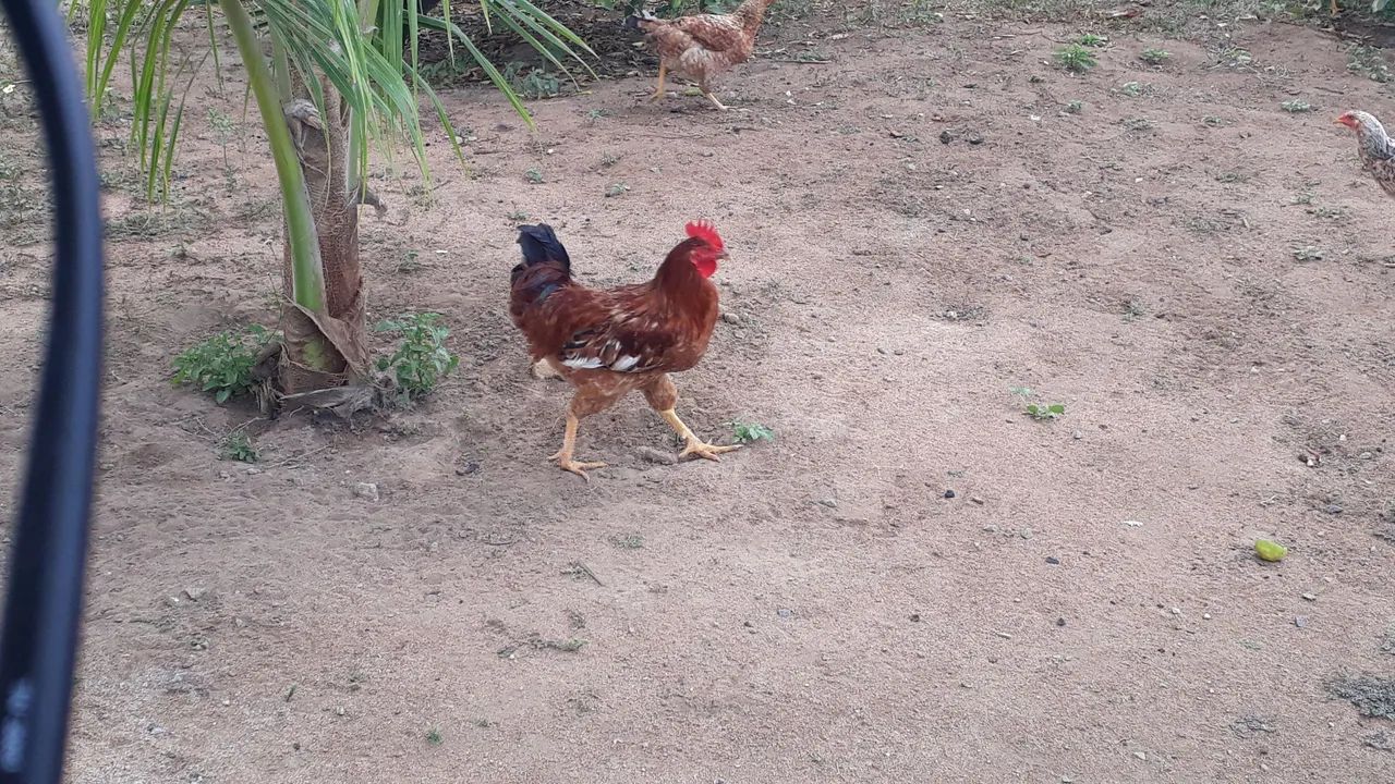 Galo (só macho) saudáveis  - Foto 5