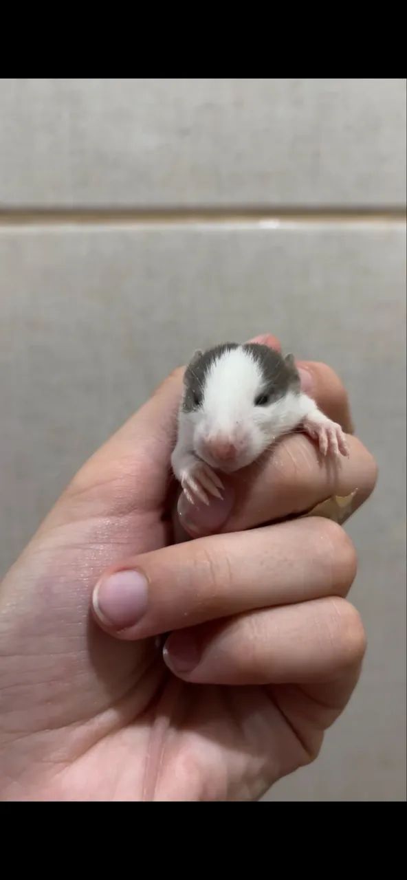 Ratos Twisters 64706227161603120