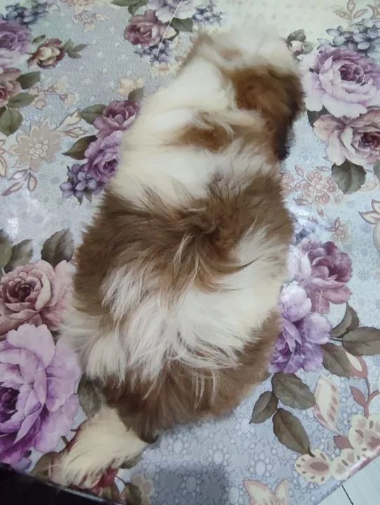 Shih Tzu Filhotes machos já com 2 vaciná - Foto 6