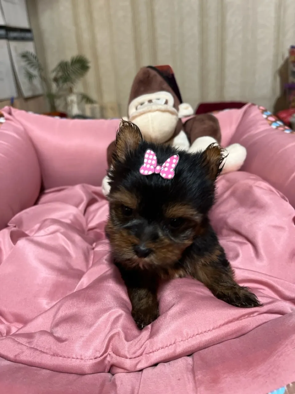 Filhote de Yorkshire Terrier Charmoso e Adorável