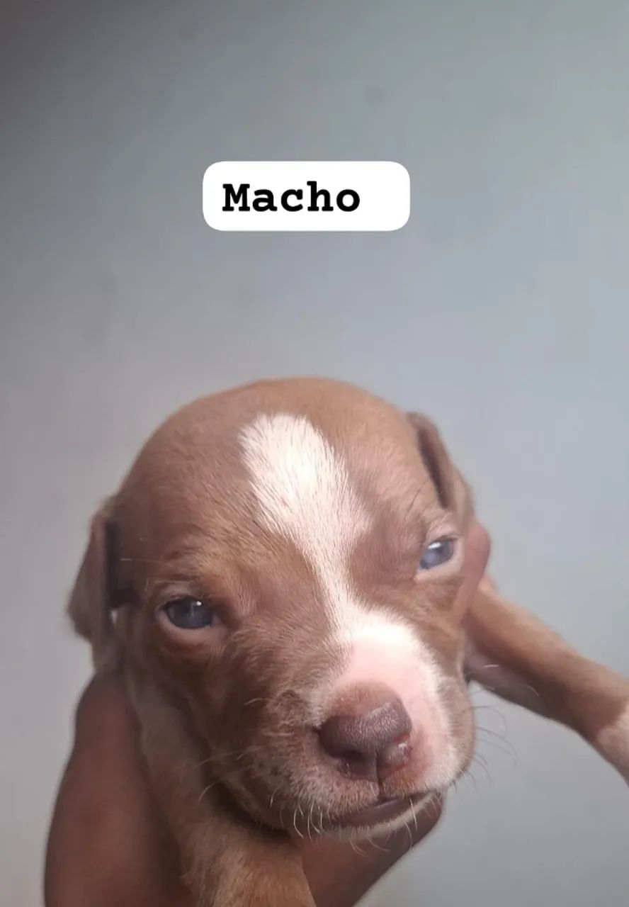 Filhote Pitbull puro - Foto 6
