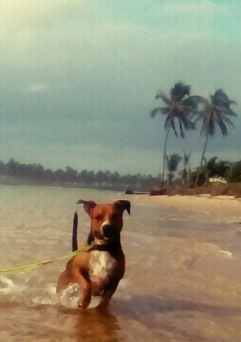 Pitbull american terrier para cobertura - Foto 6