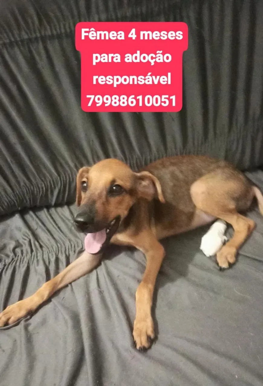 Filhote fêmea para adoção responsável