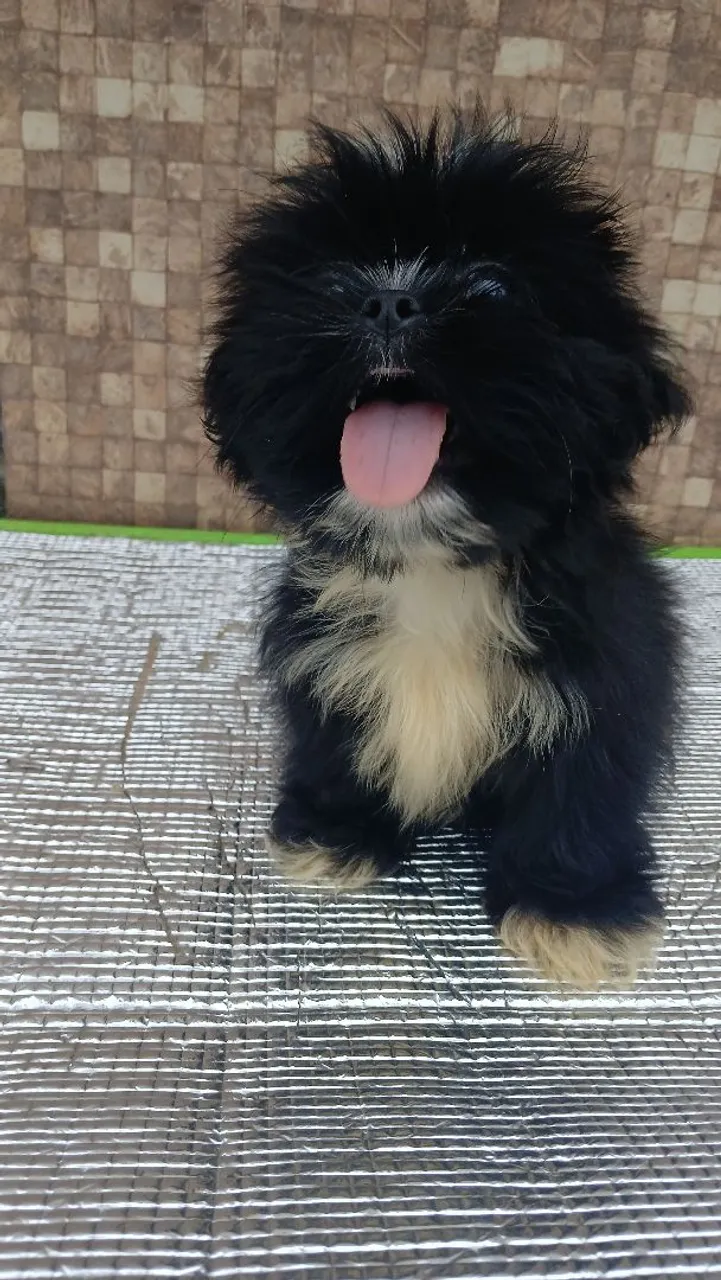 Filhote Shih Tzu - Fofo e Brincalhão