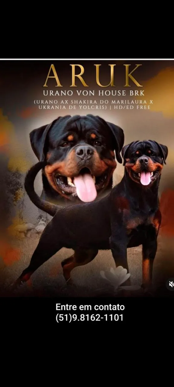 FILHOTES ROTTWEILER PURO , LINHAGEM CAMPEÃ
