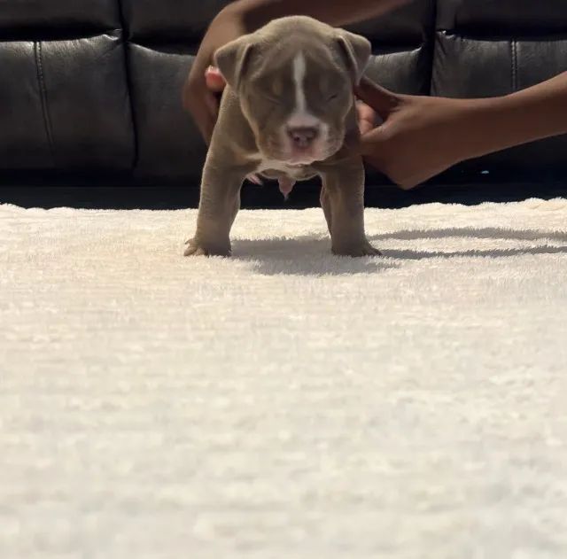 Cãozinho fofurinhos babes  para sua Família American Bully