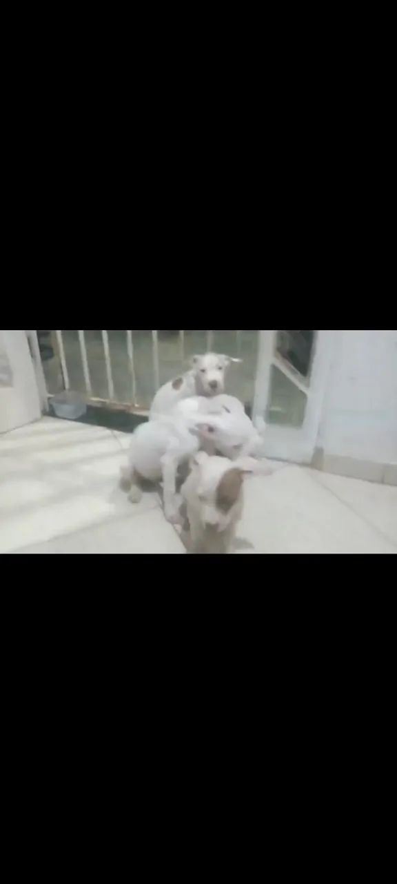 Filhote de Pitbull 