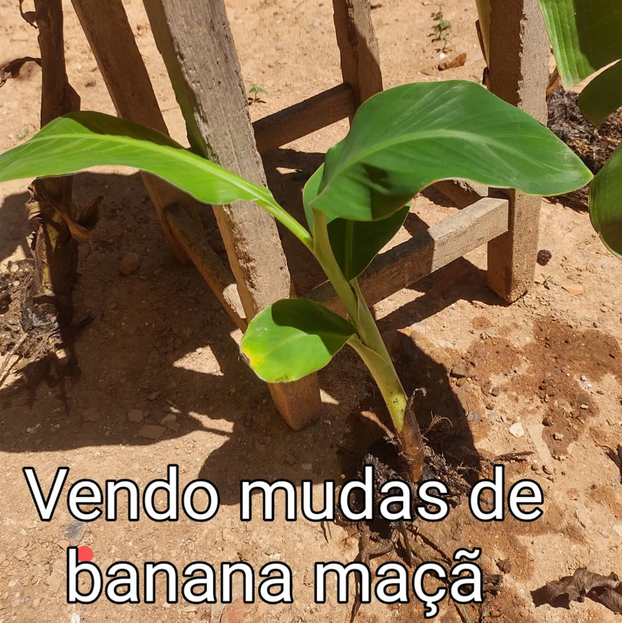 Mudinhas de Banana Maçã para Plantio - Qualidade Garantida!