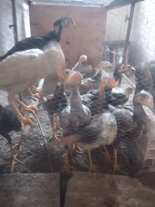 Frango índio shamo  - Foto 3